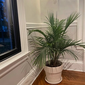 Majesty Palm, Ravenea Rivularis Live Indoor Plant