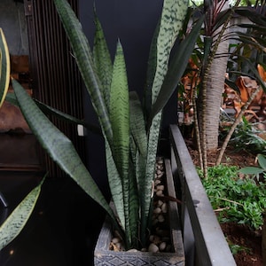 Sansevieria Zeylanica, Snake Plants