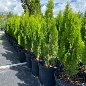 Yellow Ribbon Arborvitae, Thuja occidentalis Cypress 5gal Pot, 4-5ft