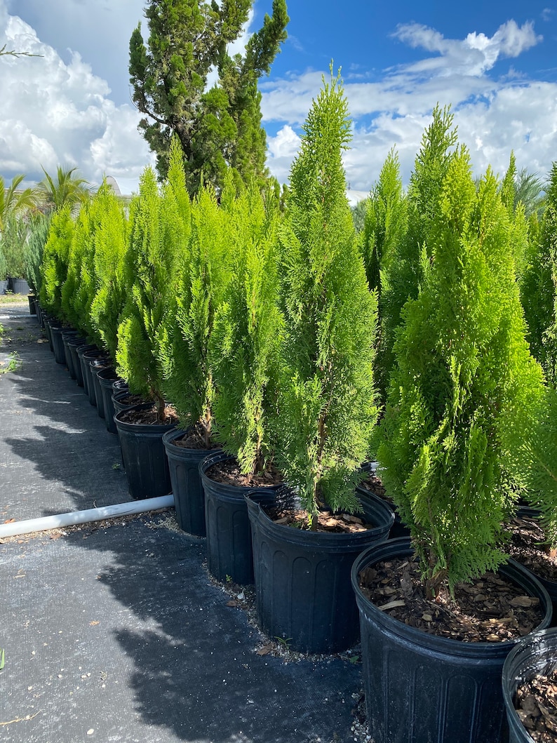 Yellow Ribbon Arborvitae, Thuja occidentalis Cypress 5gal Pot, 4-5ft