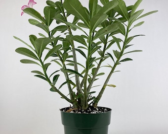 Desert Rose, Adenium obesum, Pink Flowers