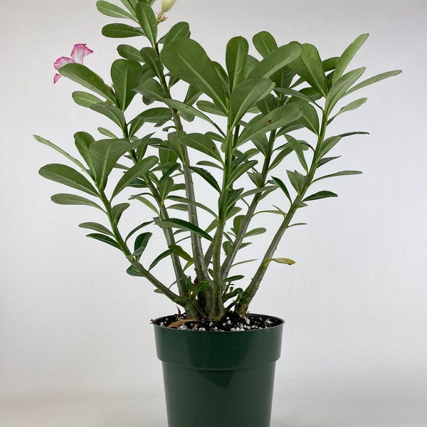 Desert Rose, Adenium obesum, Pink Flowers