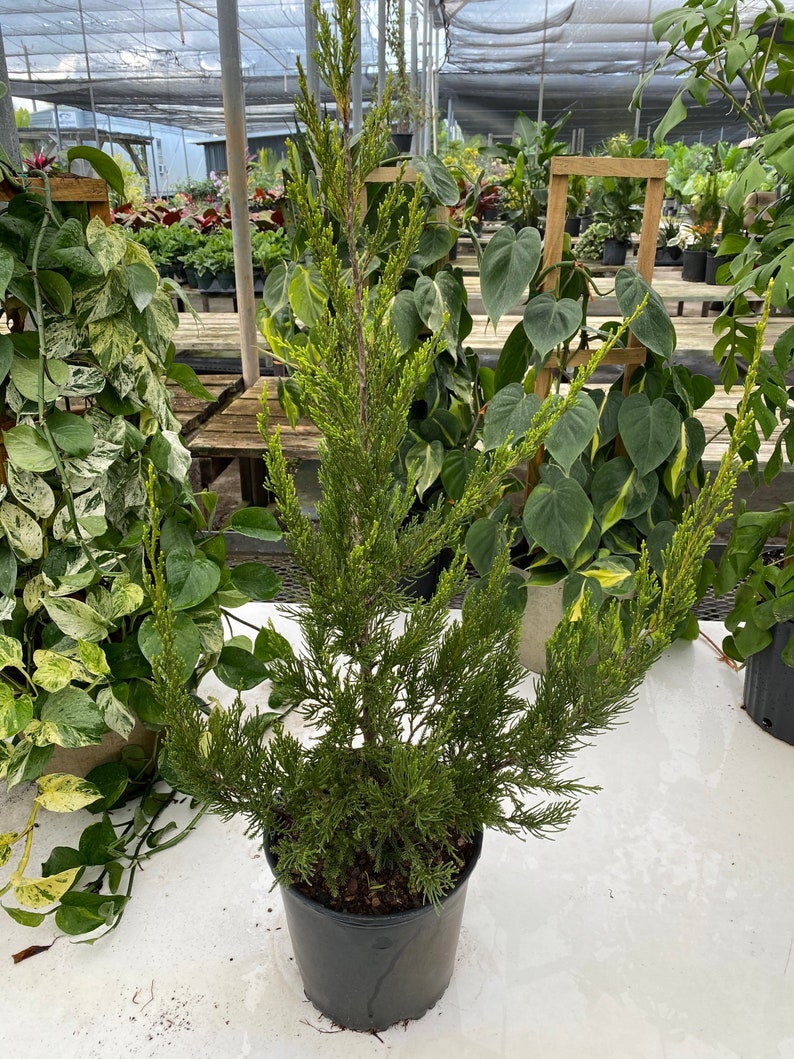 Hetzii Green Columnar Juniper, Juniperus Chinensis, Evergreen Privacy Conifers image 4