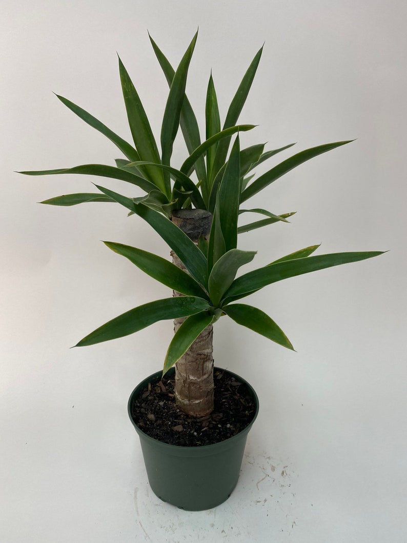 Dracaena Yucca Cane 6in Pot Live Plant Indoor Air Purifier Etsy