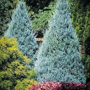 Wichita Blue, Rocky Mountain Juniper Tree, Juniperus scopulorum