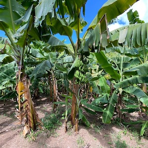 Musa Basjoo Cold Hardy Banana Fruit Tree