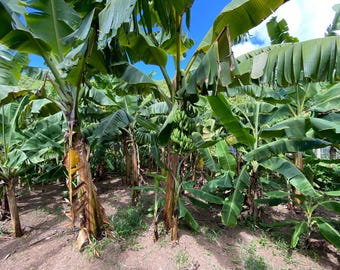 Musa Basjoo Cold Hardy Banana Fruit Tree