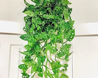 Monstera Adansonii Swiss cheese Vine in Hanging Basket.