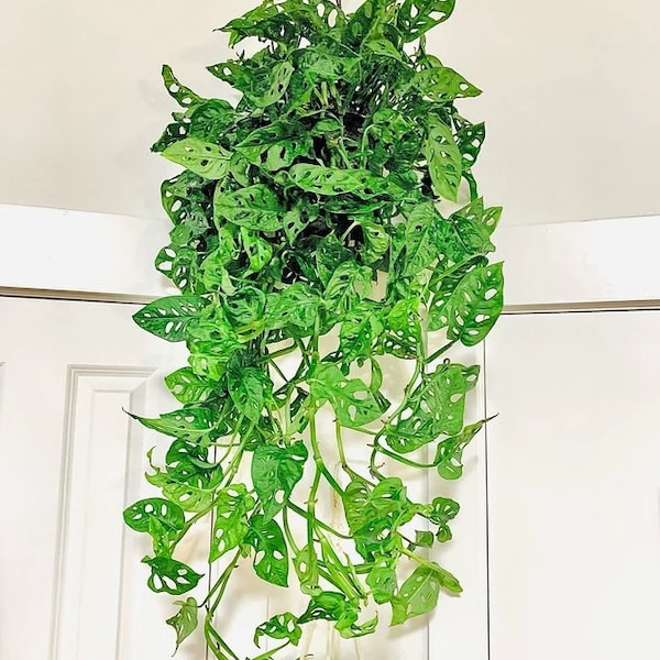 Monstera Adansonii Swiss cheese Vine in Hanging Basket.