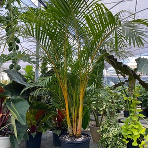 Areca Palm, Golden Cane, Dypsis Lutescens image 9