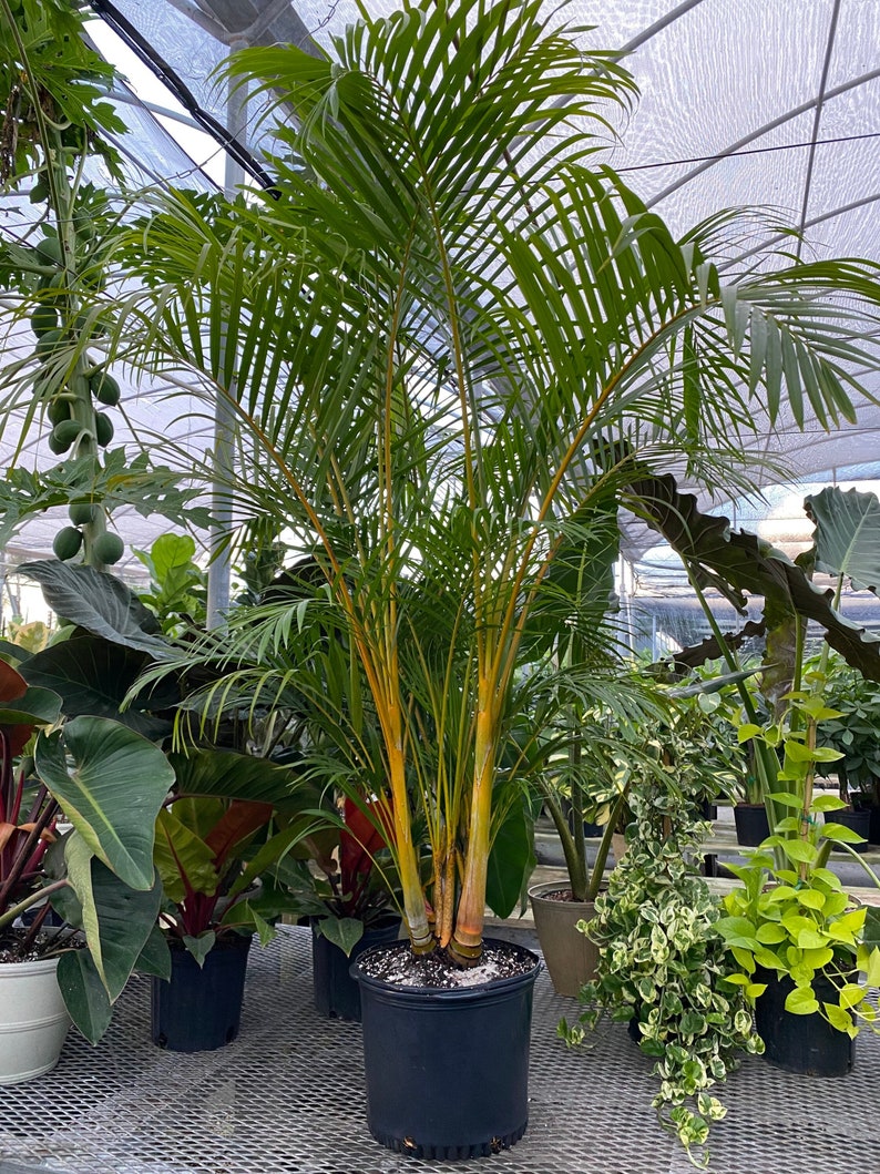 Areca Palm, Golden Cane, Dypsis Lutescens image 9