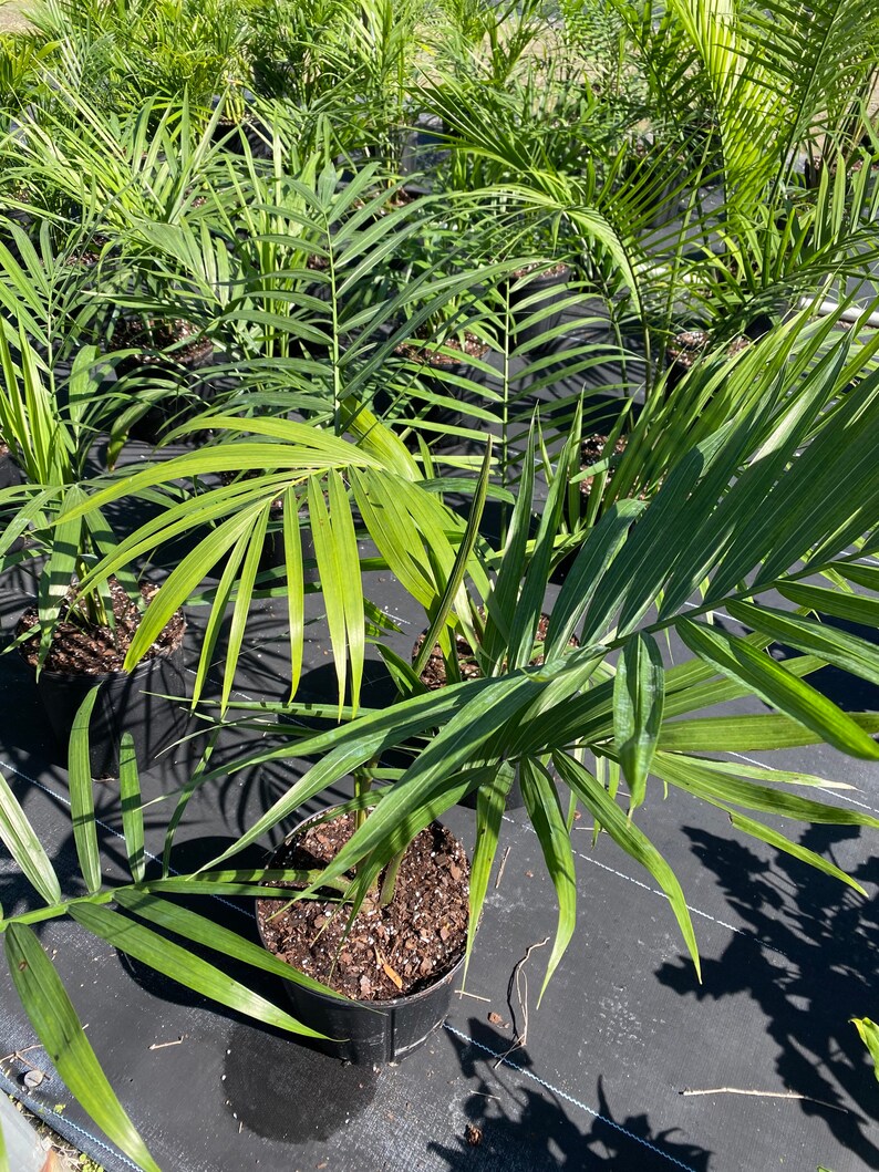 Palm Majesty Palm 2gal Pot 3236in Overall Height Ravenea Etsy