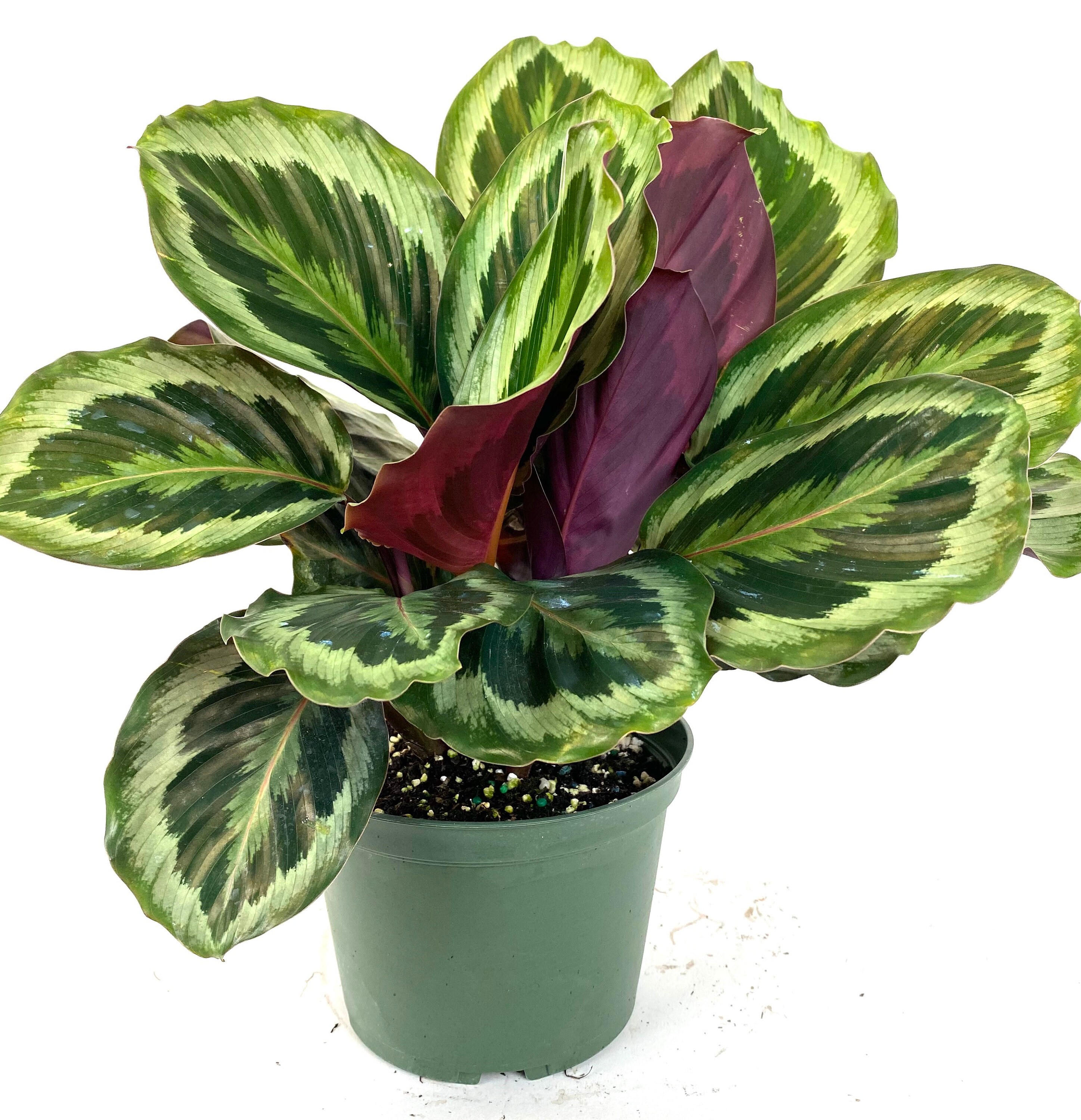 Calathea Medallion Peacock, Prayer Plants, 6” Grower Pot, Live Plant,…