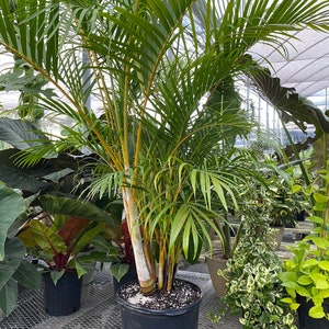 Areca Palm, Golden Cane, Dypsis Lutescens image 8