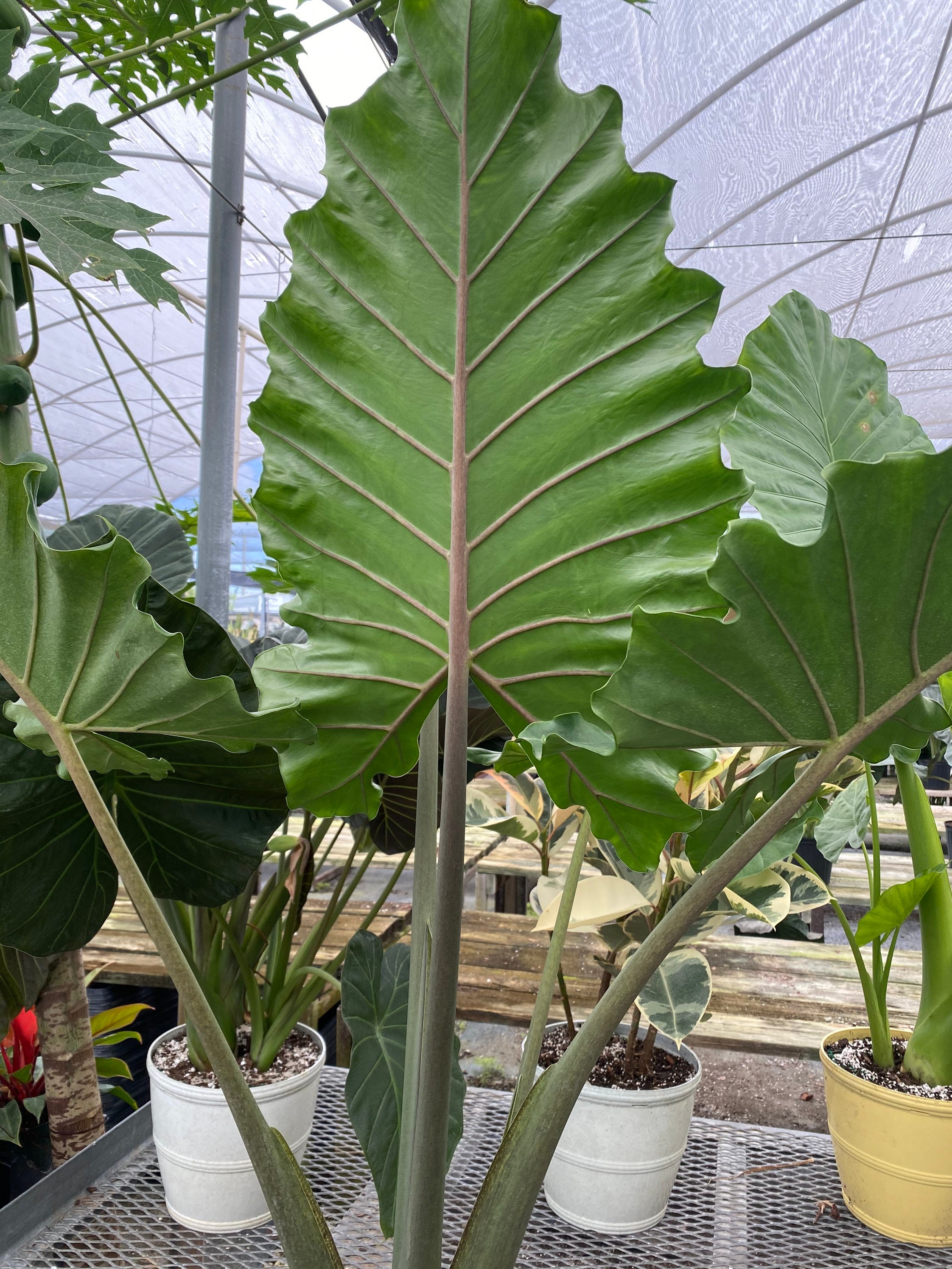 Alocasia Portora, Elephant Ears, Live Tropical Plant - Etsy 日本