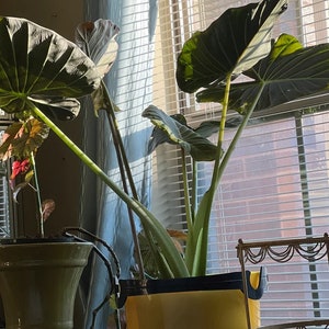 Alocasia Regal Shields, Elephant Ears Live Tropical Plant, Indoor Air Purifier