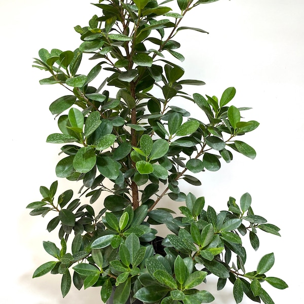 Ficus Moclame Bush, Ficus Microcarpa Daniella