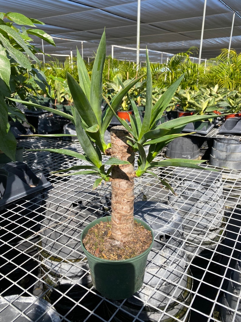 Dracaena Yucca Cane 6in Pot Live Plant Indoor Air Purifier Etsy