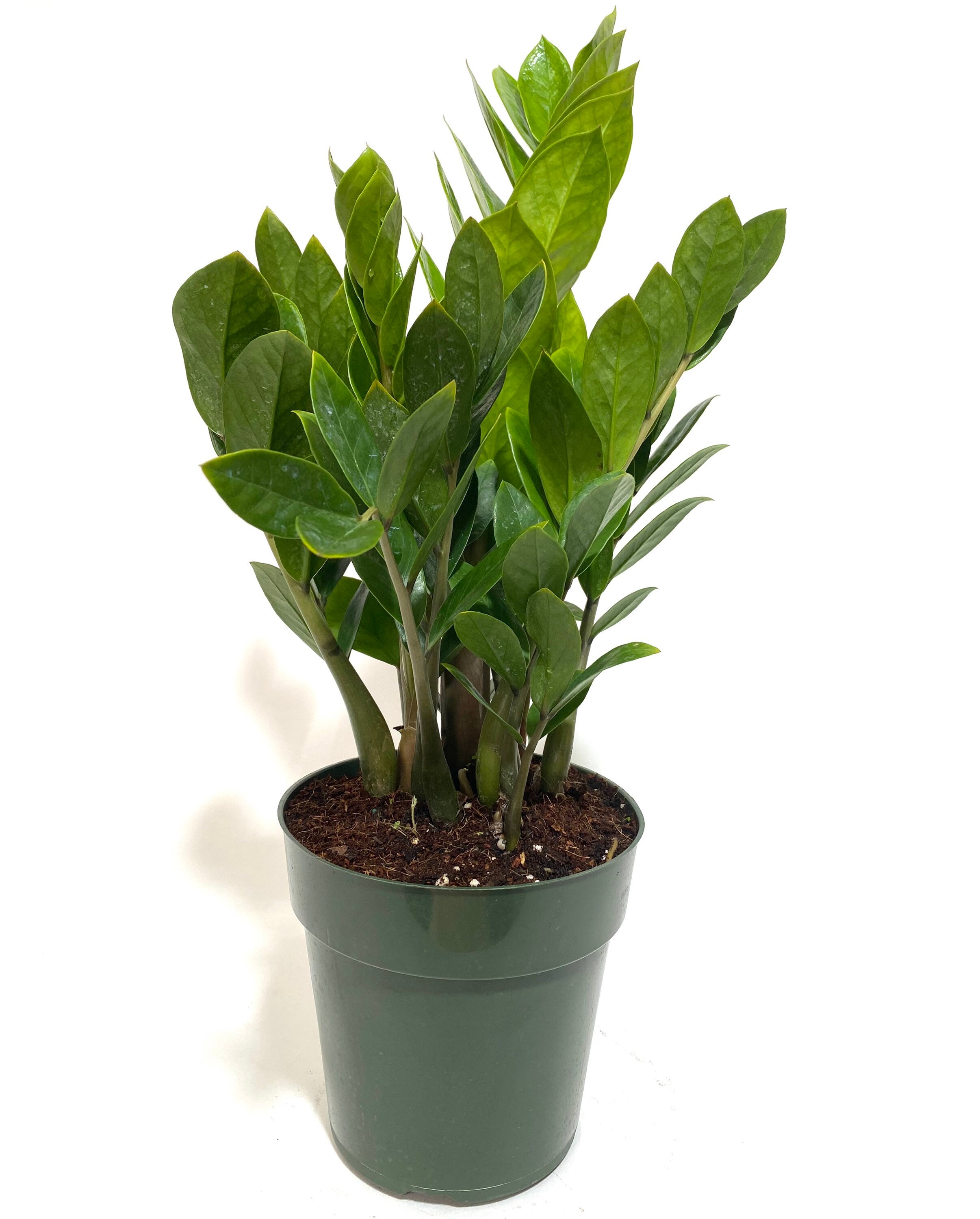 ZZ Plant, 6in Grower Pot, 17-20in Overall Height, Zanzibar Gem Live P…