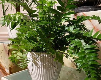 Fern Macho Giant Sword Fern, 6in Deco Pot, 19-22in Overall Height, Live Plant Indoor Air Purifier