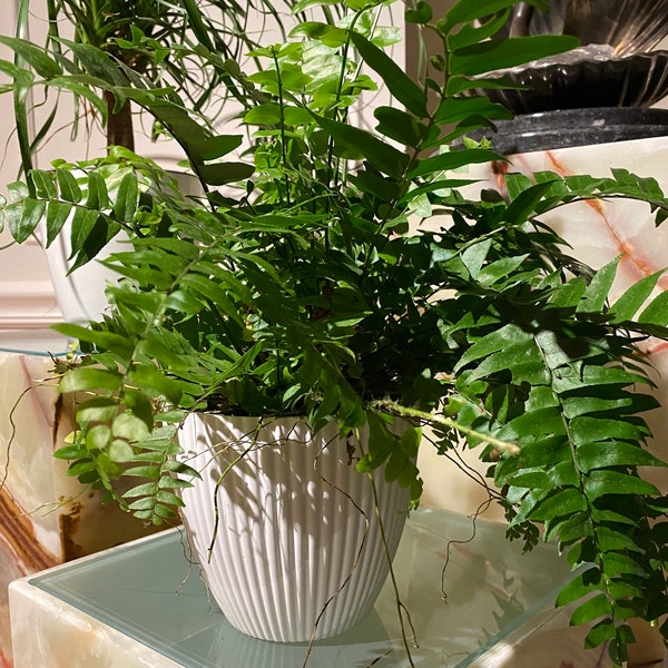 Fern Macho Giant Sword Fern, 6in Deco Pot, 19-22in Overall Height, Live Plant Indoor Air Purifier