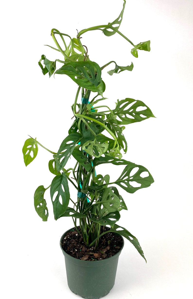 Monstera Adansonii Swiss cheese in Trellis 6in Grower Pot Etsy