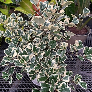 Ficus Triangularis Variegata, Bush Form Live Tropical Plant, Available from 2 to 6ft High image 9