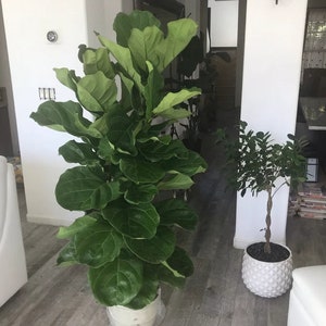 Ficus Lyrata Tree Form Double, Fiddle Leaf Fig Tree