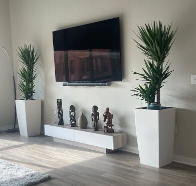 Dracaena Yucca Cane, Yucca Gigantea 2 Stem Staggered