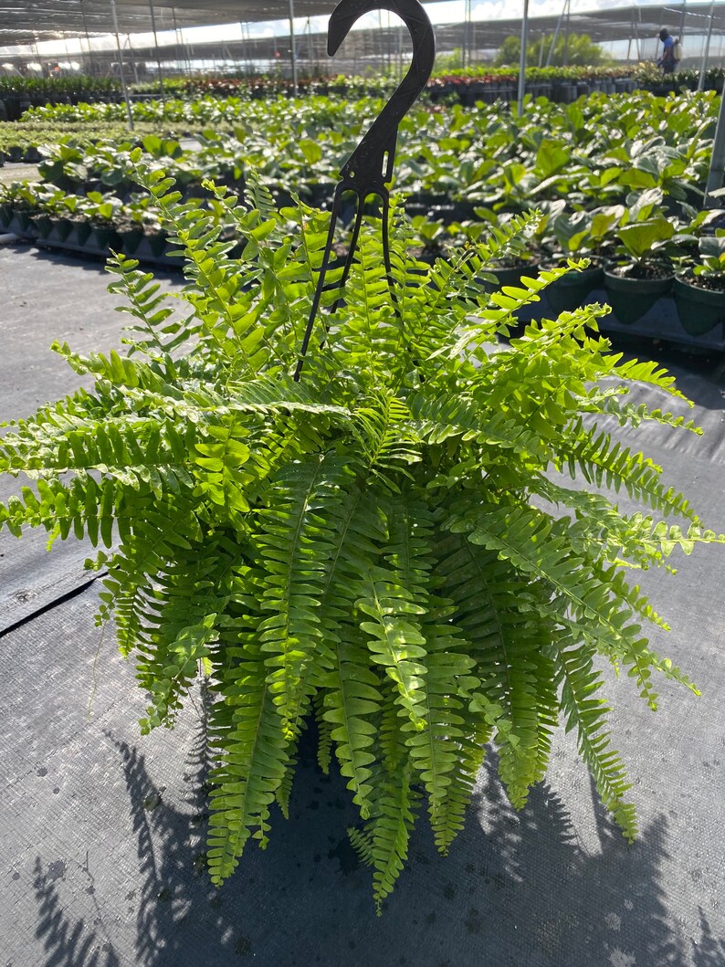 Fern Boston Fern 10in Hanging Basket large Nephrolepis Etsy
