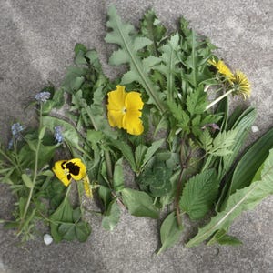 May include: An assortment of green leaves and yellow and blue wildflowers, such as dandelions and pansies, displayed on a grey concrete surface. The image presents a variety of plant life.