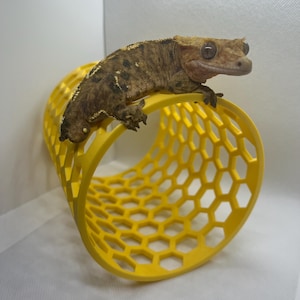 Honey comb reptile climbing enrichment