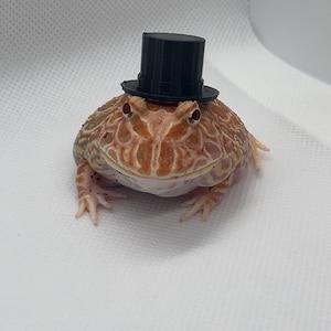 May include: A light brown frog with a black top hat. The frog has a textured skin and is sitting on a white surface. The frog's eyes are red.