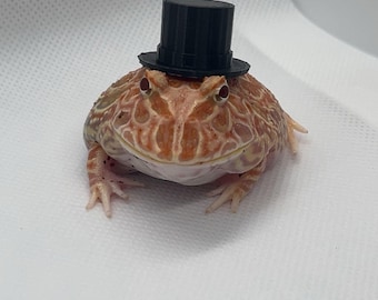 Frog/reptile top hat