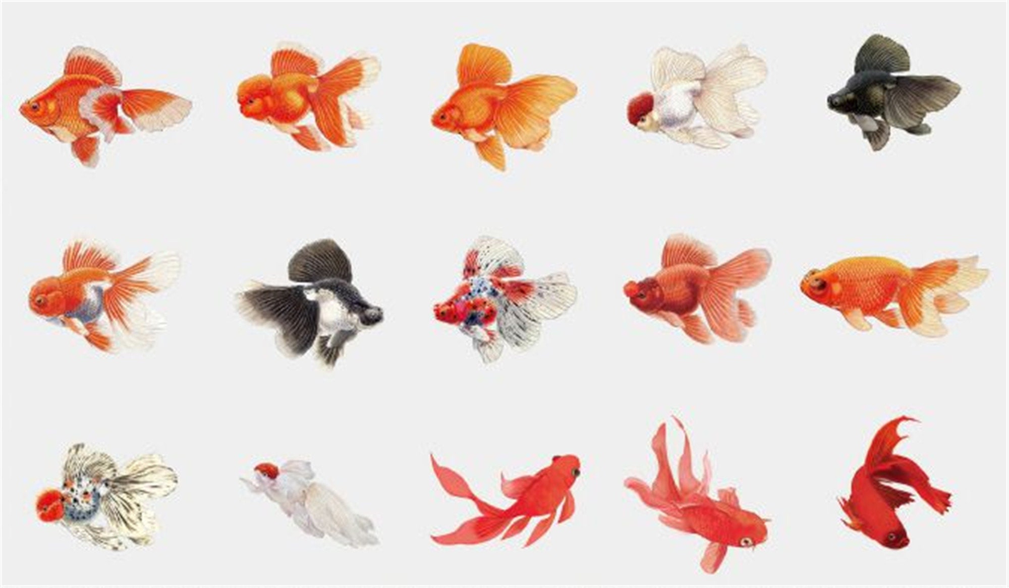 30 PCS Goldfish Stickers Fish Stickers Color Stickers | Etsy