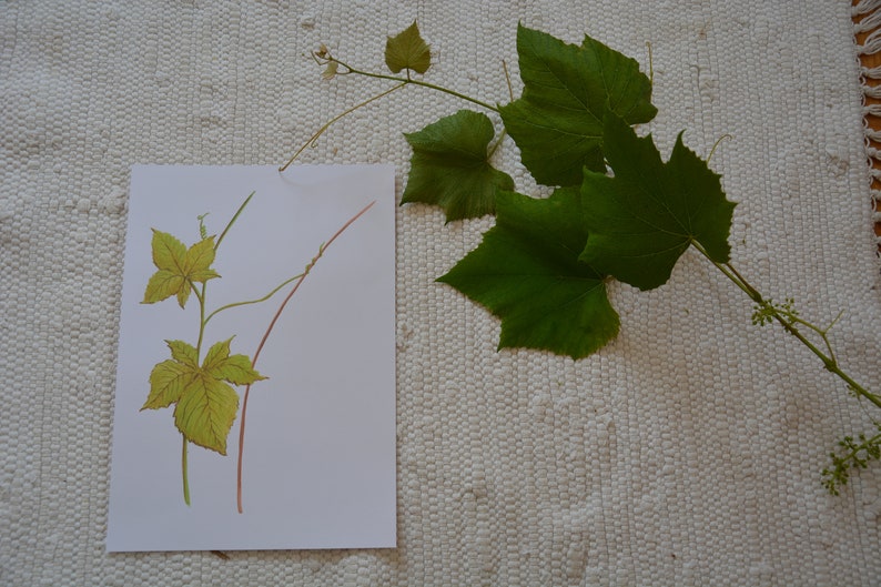 Montessori Botany Chart Print Etsy