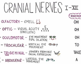 Cranial Nerves Etsy