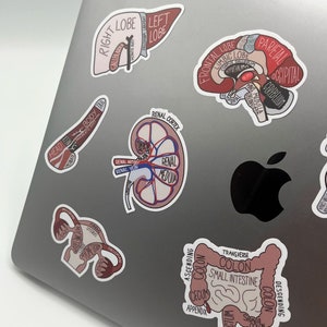 Anatomical Organs Sticker Pack - Etsy