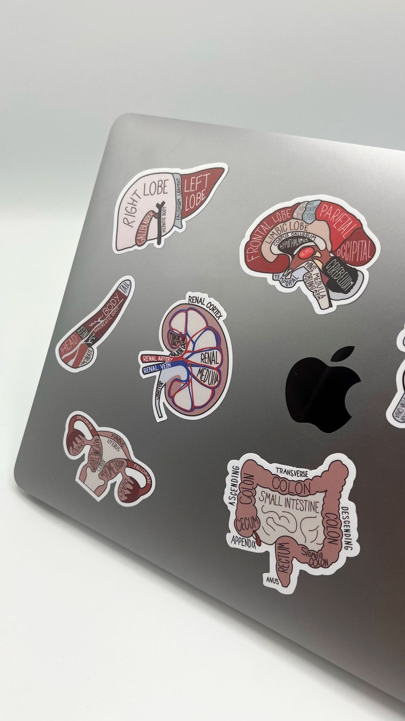 Anatomical Organs Sticker Pack - Etsy