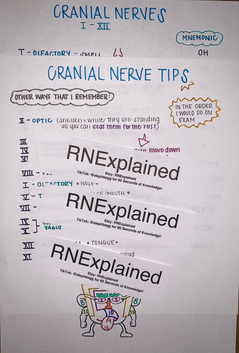 Cranial Nerves Nursing Study Sheets | Etsy