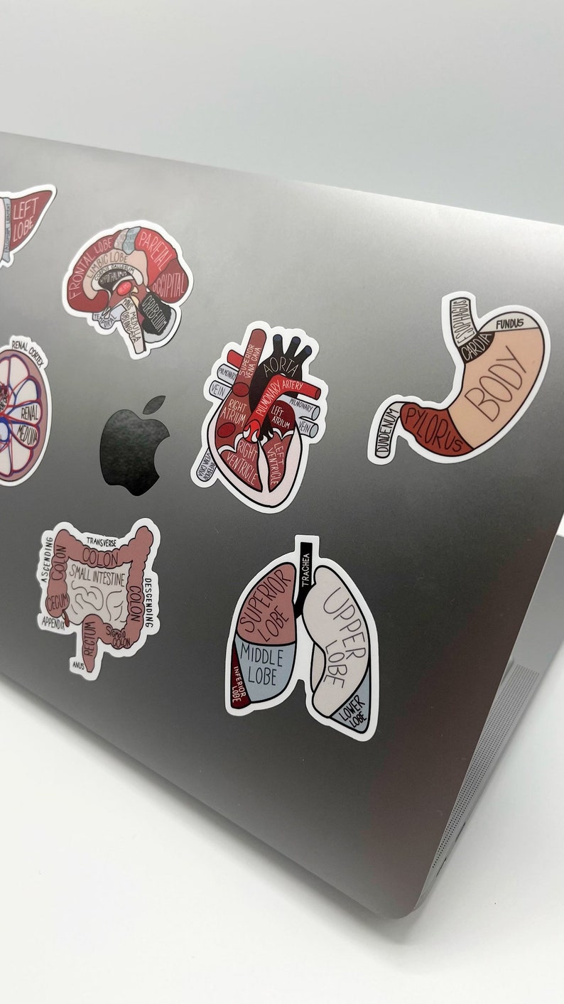 Anatomical Organs Sticker Pack - Etsy