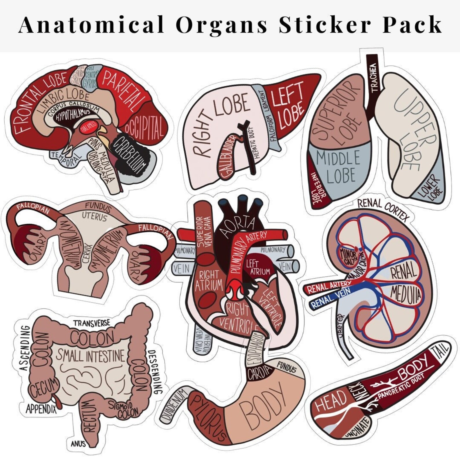 Anatomical Organs Sticker Pack - Etsy