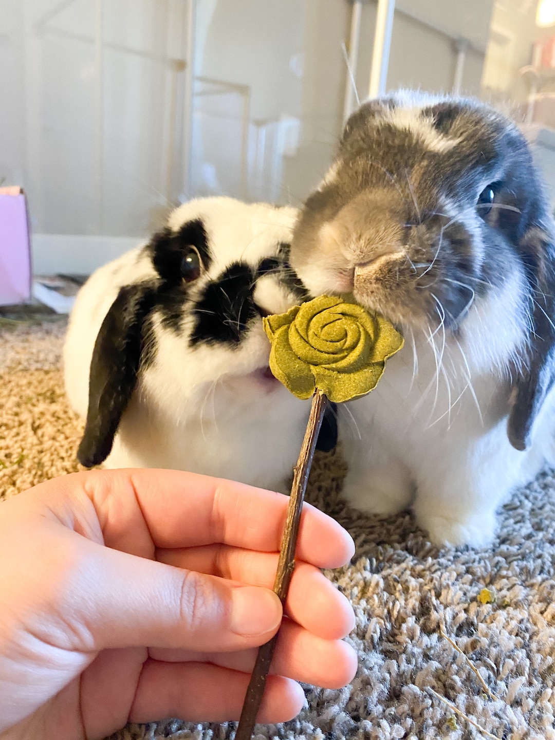 Veggie Lovely Pops | 100% Organic and Healthy Treats for Rabbits ...