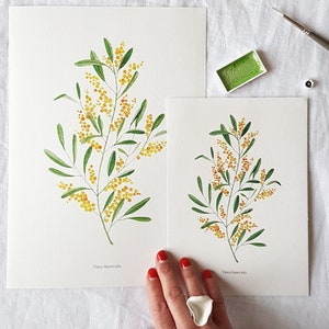 Mimosa Print, botanical watercolor print, floral watercolor, floral print, botanical, Mimosa, gift print, art print, wall decoration