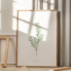 Kunstdruck A3 Rosmarin/Druck zum Dekorieren der Wand/Botanisches Aquarell/Botanischer Druck/Drucke zum Verschenken A3/Kunstdruck A3/Große Wandkunst