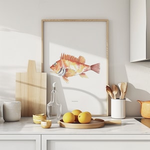 Cabracho print A4/vis aquarel poster A4/vis illustratie A4/oranje vis schilderij/aquarel vis print/aquarel kunst aan de muur