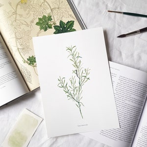 May include: A watercolour painting of a green plant with the text "Tinta Busarada" at the bottom.
