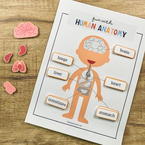 Human Anatomy Printable, Learning Human Body, Anatomy Game, Preschool Printable, Homeschool Activity, My Body Parts, Human Anatomy Activity