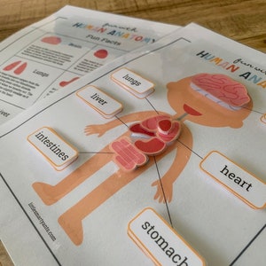 Human Anatomy Printable, Learning Human Body, Anatomy Game, Preschool ...
