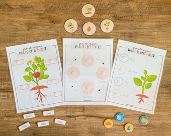 Växtens delar, växtens livscykel, växtaktivitet, naturstudier, Montessoriväxt, förskolevetenskap, hemundervisning, utskrivbar aktivitet för småbarn